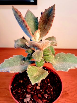 Planta.Kalanchoe Beharensis "Fang". 