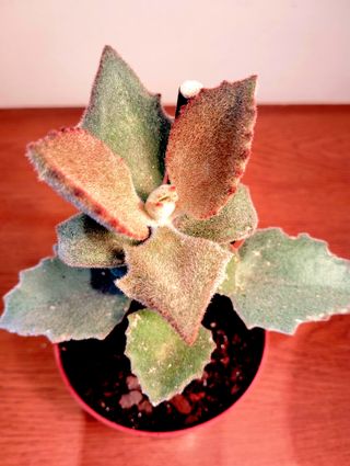 Planta.Kalanchoe Beharensis "Fang". 
