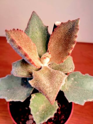 Planta.Kalanchoe Beharensis "Fang". 