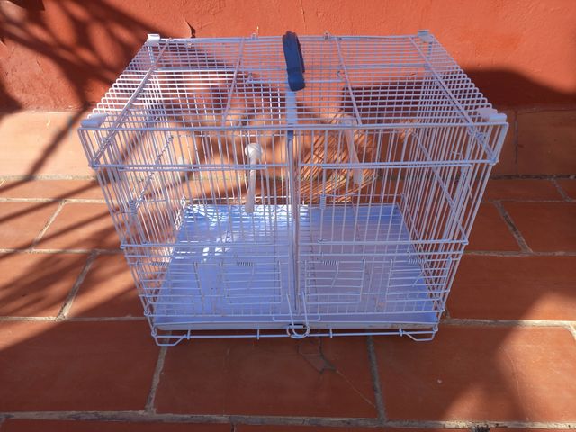 Jaula pajaros - Blanca para jilgueros, canarios