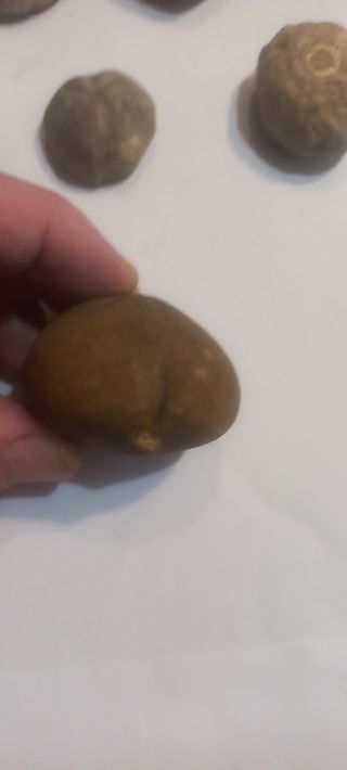 Fósil erizo de mar 5 unidades