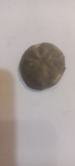 Fósil erizo de mar 5 unidades