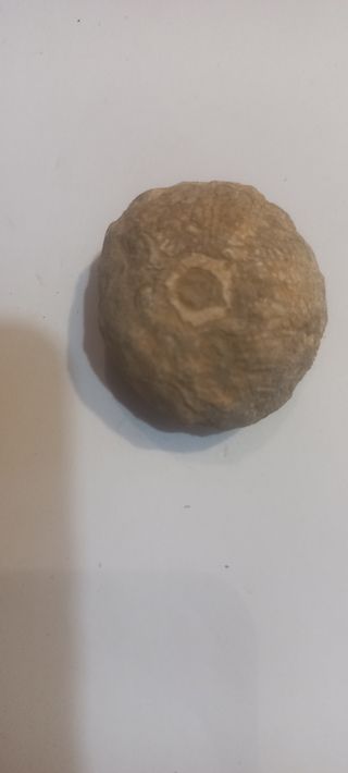 Fósil erizo de mar 5 unidades