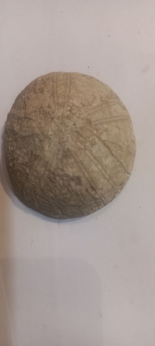 Fósil erizo de mar 5 unidades