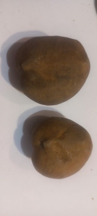 Fósil erizo de mar 5 unidades