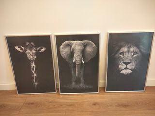 3 Quadri animali in bianco e nero