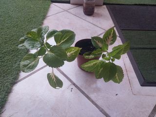 Coleus plantas - Planta variegada