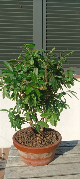 Bonsai Granado - Planta Miniatura Envio con Inpost