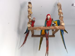 Columpio gigante madera loros - Jaula