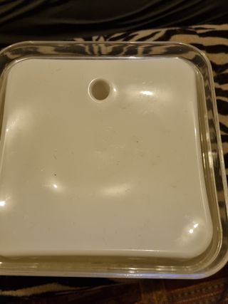 Fontanella acqua gatti