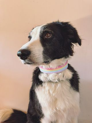 Collar ARCO IRIS