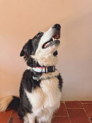 Collar ARCO IRIS