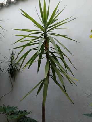 2 Plantas: dracaena palmera