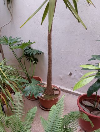 2 Plantas: dracaena palmera