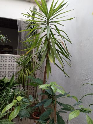 2 Plantas: dracaena palmera