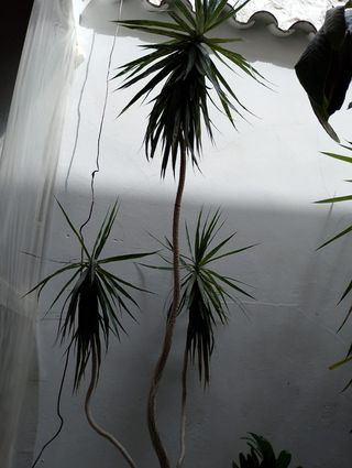 2 Plantas: dracaena palmera