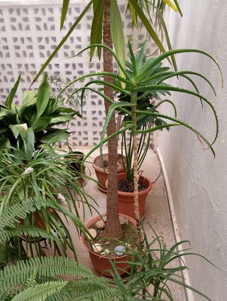 2 Plantas: dracaena palmera