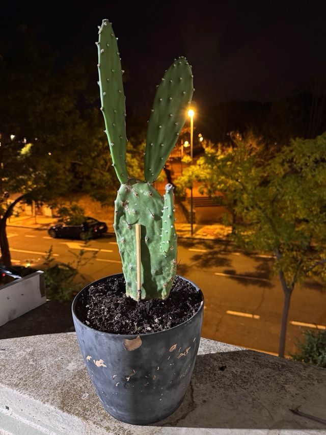 Cactus Opuntia Nopal Grande