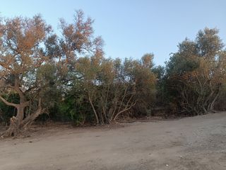 Olivos grandes para leña