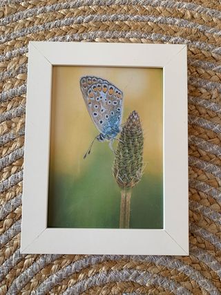 Foto enmarcada: Mariposa