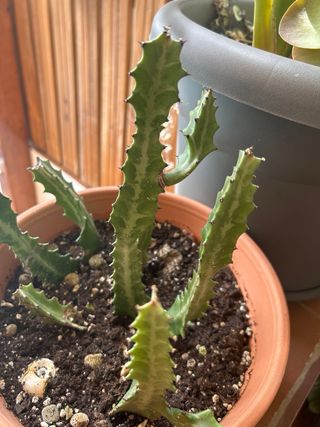 Cactus Euphorbia lactea