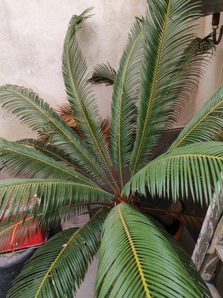Palmera grande - Cycas revoluta