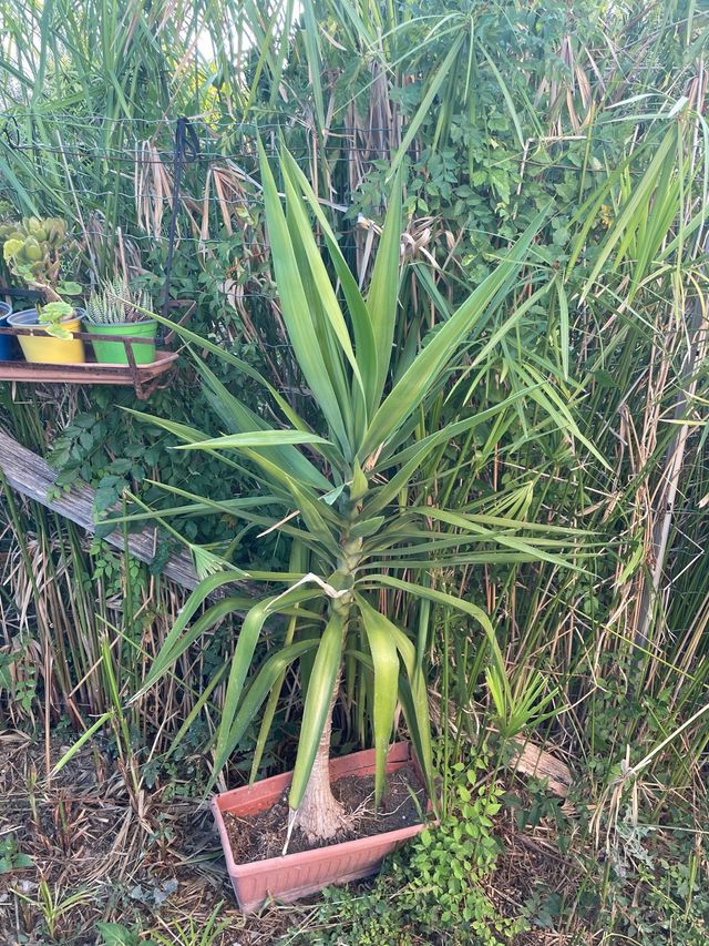 Yucca