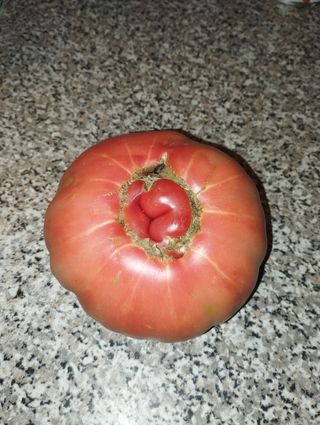 Semillas de Tomate rosa antiguo gigante