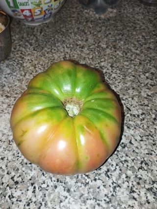 Semillas de Tomate rosa antiguo gigante