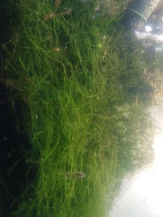 Musgo de Java Acuario