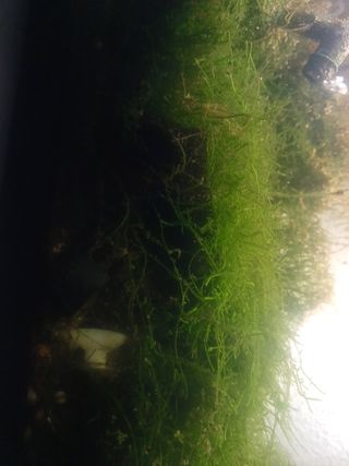 Musgo de Java Acuario