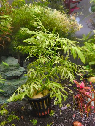 Hygrophila Difformis - Planta Acuario
