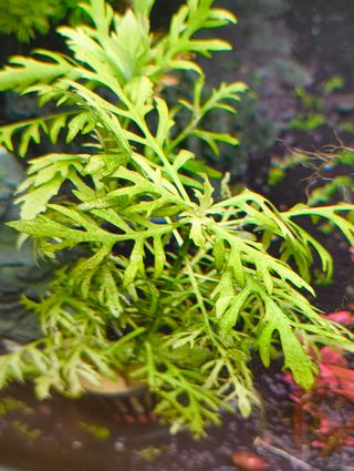 Hygrophila Difformis - Planta Acuario