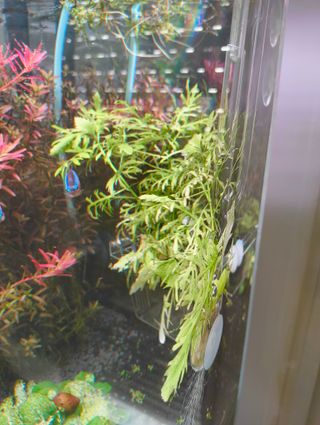 Hygrophila Difformis - Planta Acuario
