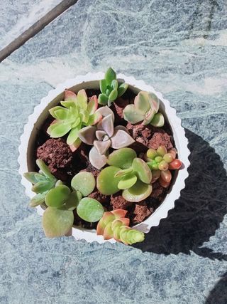 Maceta de diseño + suculentas