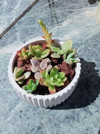 Maceta de diseño + suculentas