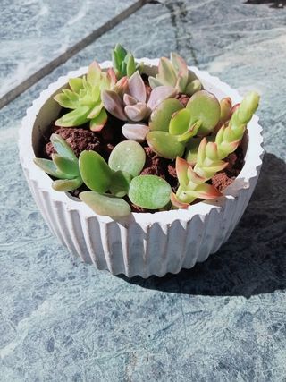 Maceta de diseño + suculentas