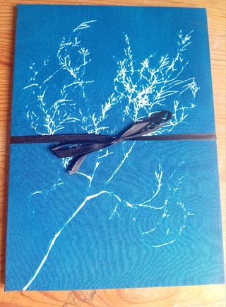 Álbum Cyanotype: Planta