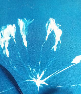 Álbum Cyanotype: Planta