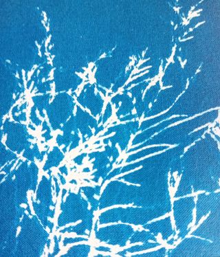 Álbum Cyanotype: Planta