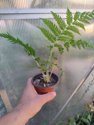 Helecho arborescente Cyathea cooperi 