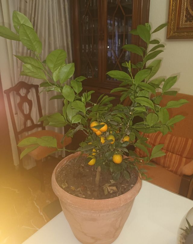 Kumquat (Citrus Fortunella): Árbol frutal