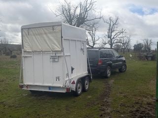 Transporte de caballos