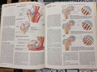 SISTEMA MUSCULOSQUELETICO