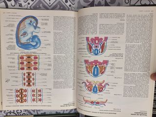 SISTEMA MUSCULOSQUELETICO