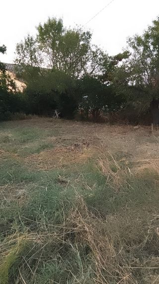 Se hacen trabajos de podado de parcelas por gelida