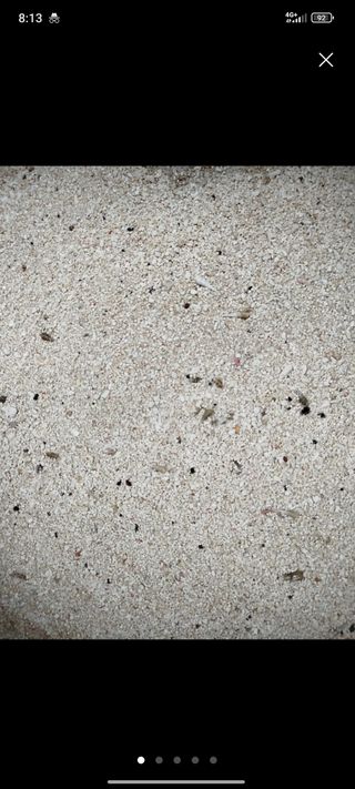 Arena coralina acuario