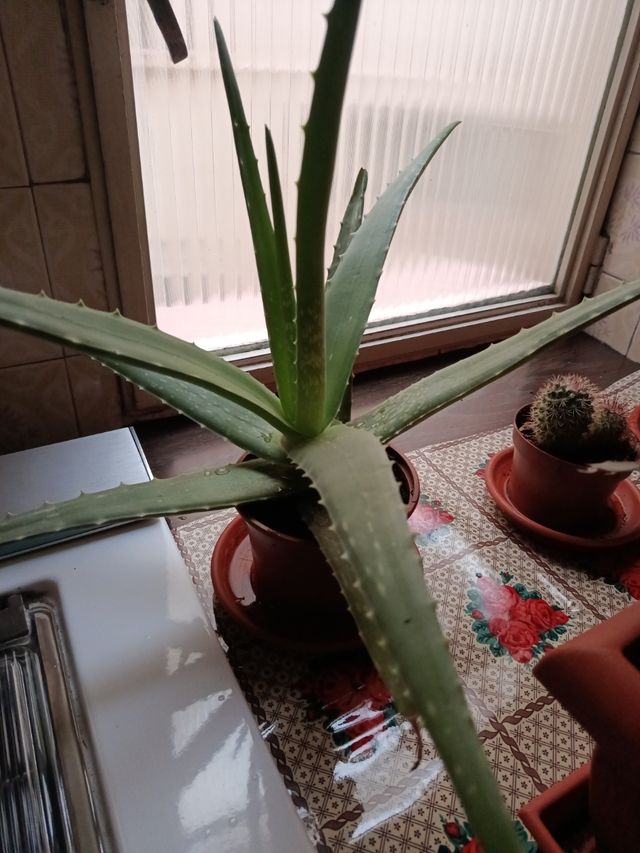 Aloe vera planta