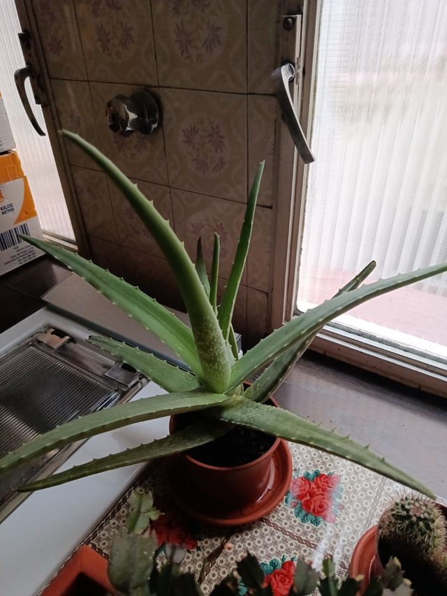 Aloe vera planta