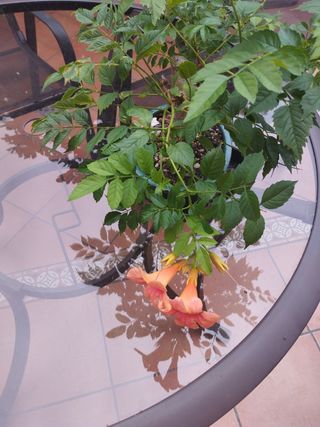 Bonsái 5 años - trompeta de fuego venta en persona